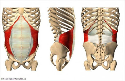 腰腹部的肌肉與腰線的關係